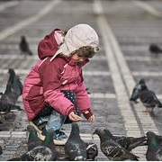 Feeding Pigeons