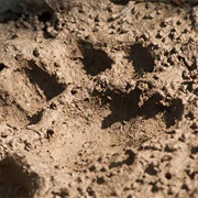 Find Animal Footprints in Natural Habitats