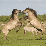 Oostvaardersplassen, Netherlands