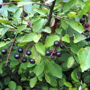 Common Wild Chokecherry