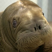 Walrus