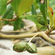 Country-Almond (Terminalia Catappa)