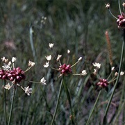 Canada Onion (Allium Canadense)