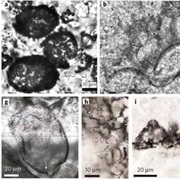1.9 Billion Year Old Microfossils Discovered (1954)