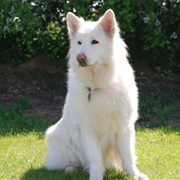 White German Sheperd