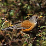 Rufous-Backed Robin