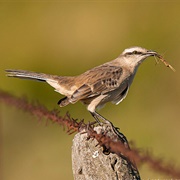 Chalk-Browed Mockingbird (Mimus Saturninus)