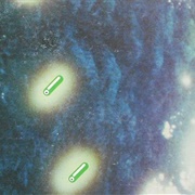 Pájaro De Amatista – Luciérnaga Curiosa (1983)