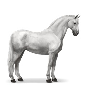 Purebred Spanish Horse - Light Gray