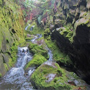 Kau Forest Reserve, Hawaii