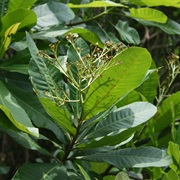 Wild Cashew (Anacardium Excelsum)