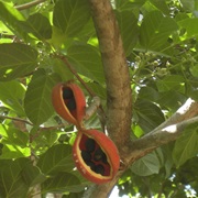 Red-Fruited Kurrajong (Sterculia Quadrifida)