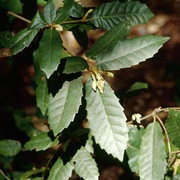 Tanbark-Oak (Notholithocarpus Densiflorus)