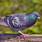 Rock Dove (Pigeon)