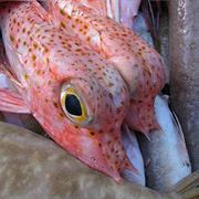 Sea Robins