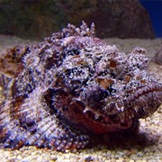 The Most Poisonous Fish in the World Is the Stone Fish.