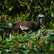 Trinidad Piping Guan