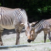Tierpark Hellabrunn / Hellabrunn Zoo