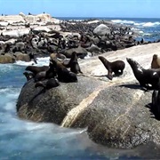 Take a Boat Ride to Seal Island