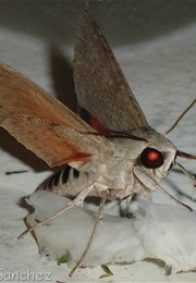 THE SPHINX (Edgar Allan Poe)