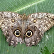 Owl Butterfly