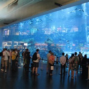 Dubai Aquarium