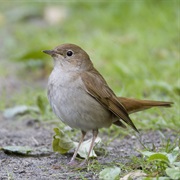 Common Nightingale (Multiple)
