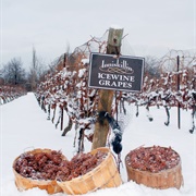 Ice Wine Vineyard Tour