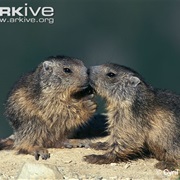 Alpine Marmot