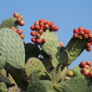 Indian Fig Opuntia (Opuntia Ficus-Indica)