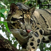 Clouded Leopard