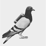 Carrier Pigeon