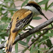 Gray-Collared Becard