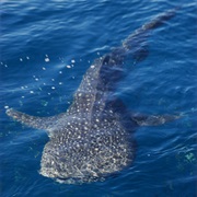 Snorkelling With the Whale Sharks Coral Bay WA