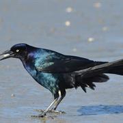 Boat-Tailed Grackle