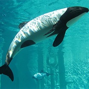 Commerson's Dolphin