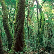 South-East Queensland's Subtropical Rainforest