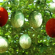 Chinese Snake Gourd (Trichosanthes Kirilowii)