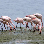 The Flamingo Can Only Eat When Its Head Is Upside Down.