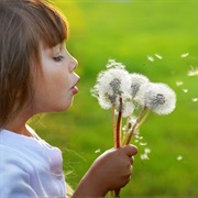 Blowing Dandelion