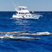 Whale Watching Mauritius