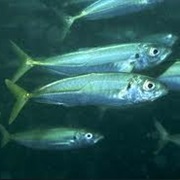 Jack MacKerel (Aka: Horse and Spanish MacKerel, Jackfish, MacKerel-Jack)