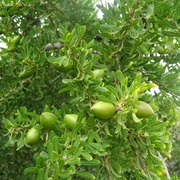 Argan (Argania Spinosa)