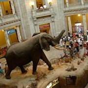 Smithsonian National Museum of Natural History (Washington, DC)