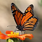 Monarch Butterfly