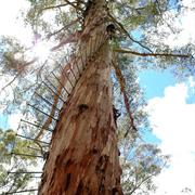 Gloucester National Park (WA)