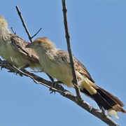Guira Cuckoo (Guira Guira)
