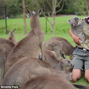 Meet Kangaroos and Koalas