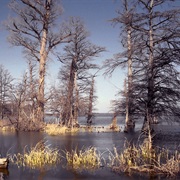 Reelfoot Lake State Park, Tennessee