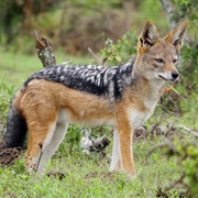 Black-Backed Jackal